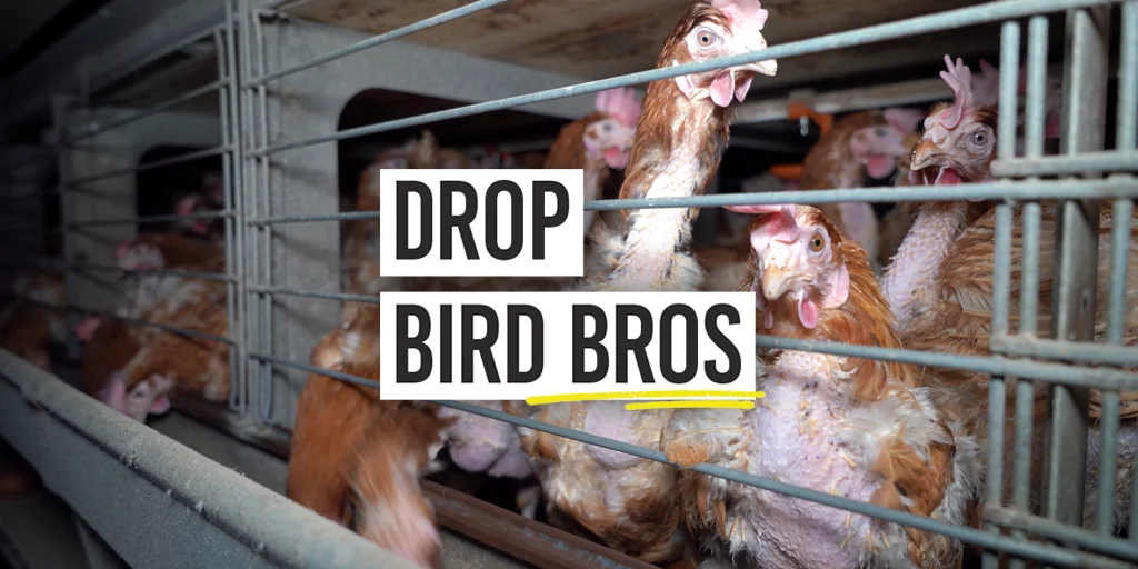 Drop Bird Bros