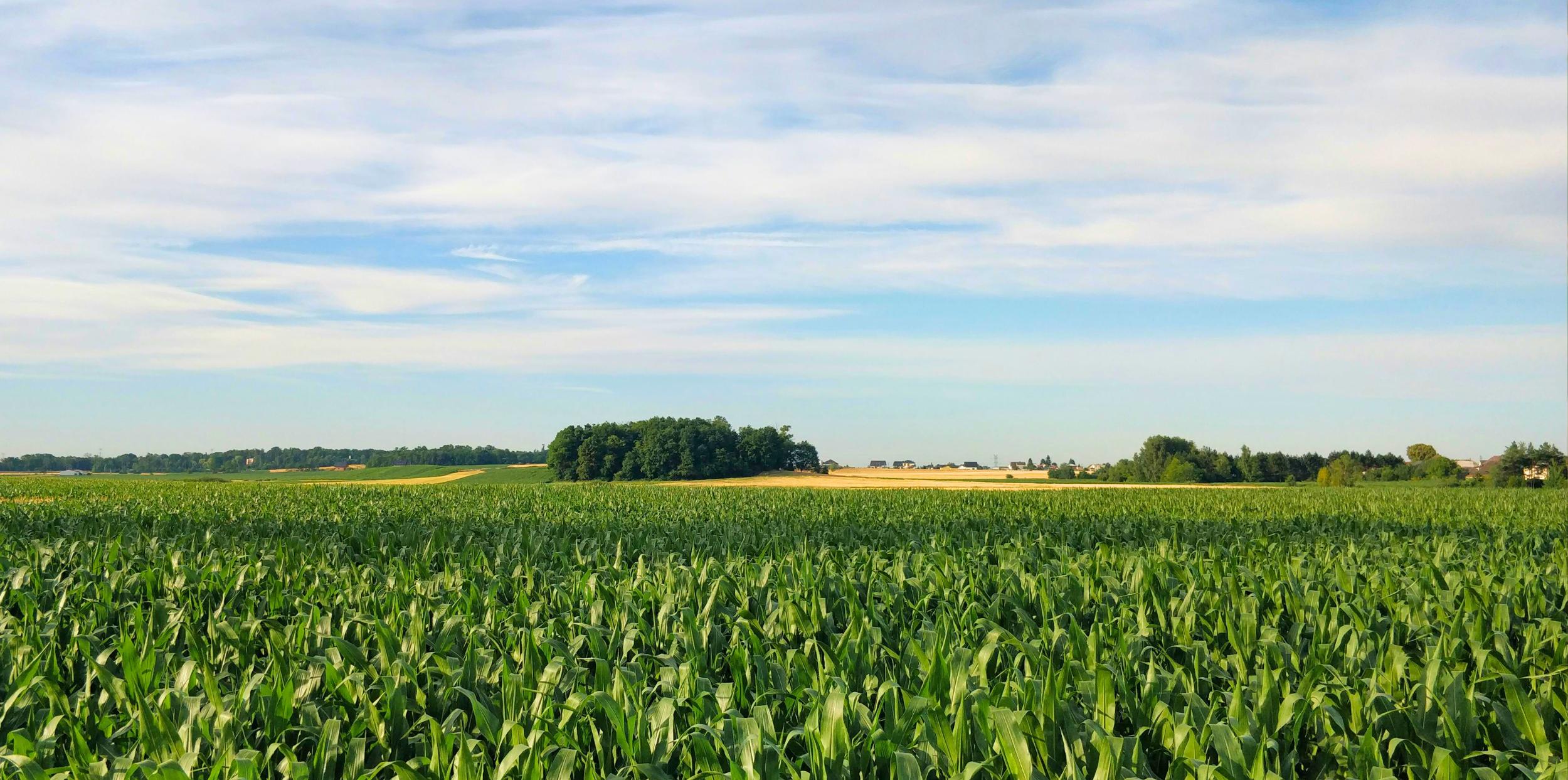 Corn field in summer