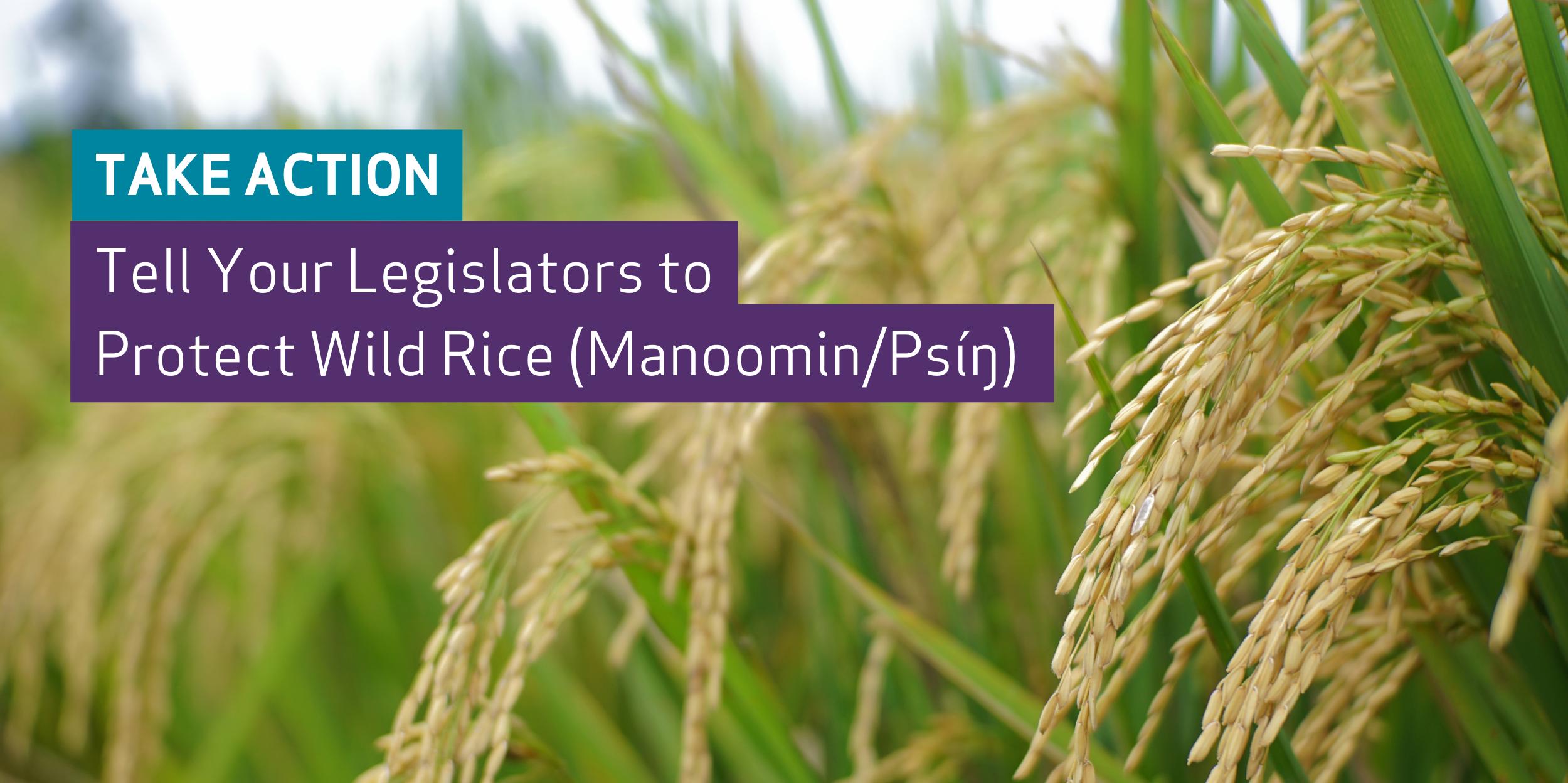 Wild rice plants with text: Take Action - Tell your legislators to protect wild rice (manoomin/psin)