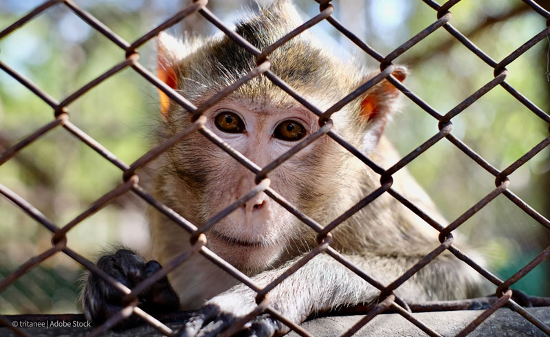 Macaque