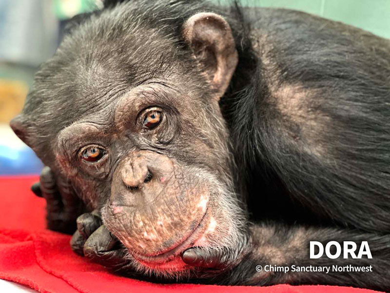Dora | Chimpanzee Sanctuary Northwest