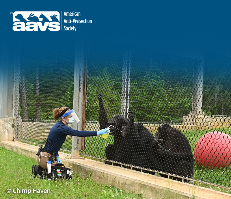 © Chimp Haven | Animal Sanctuary Caregivers Day