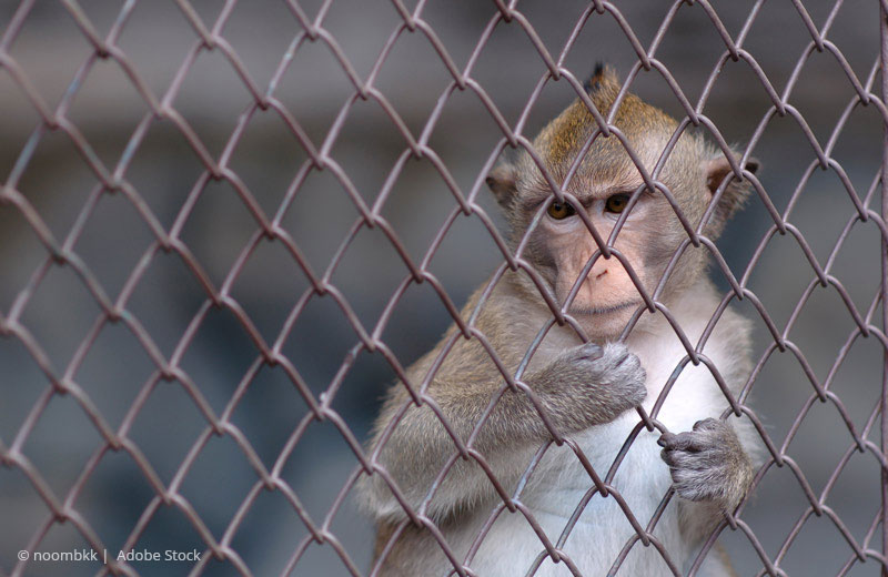 Macaque in cage |  © noombkk -  Adobe Stock