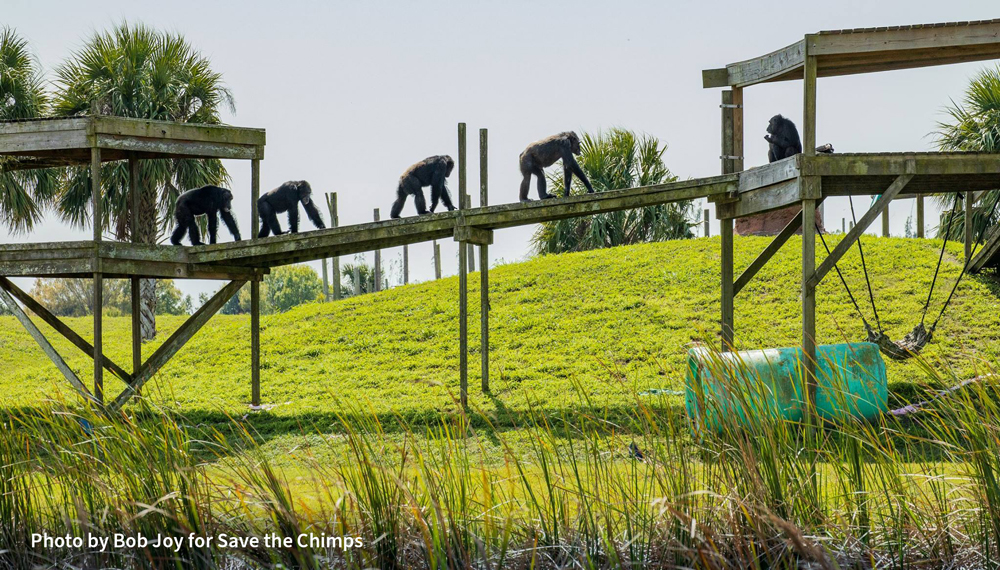 Save The Chimps | Seve, Scrappy, Kioki, Ricky, Kendra - Photo by Bob Joy