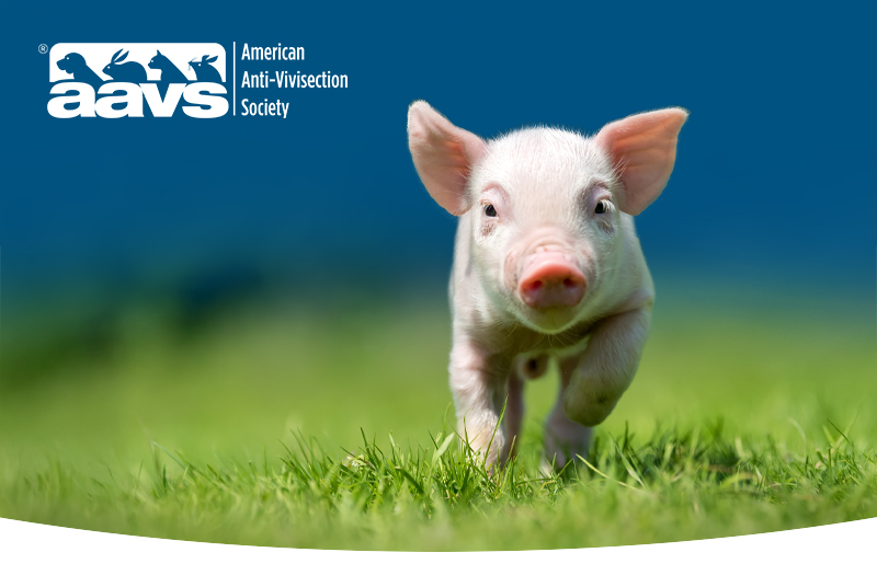 Pig | © byrdyak - Adobe Stock