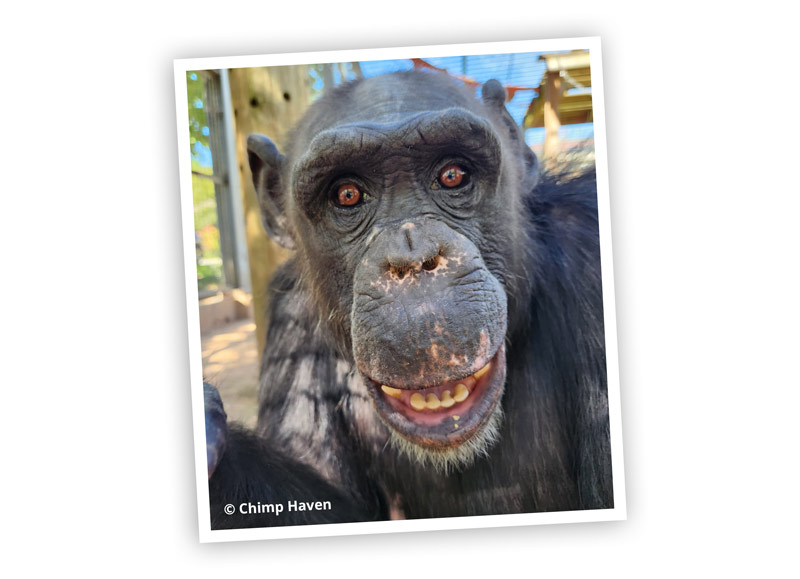 Chimp Haven | Emma