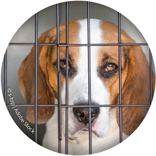 Beagle in Cage