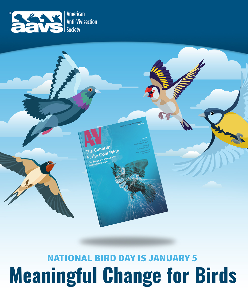 The Canaries in the Coal Mine A-V magazine cover surrounded by birds flying