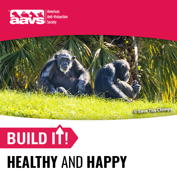 Build It! Healthy and Happy