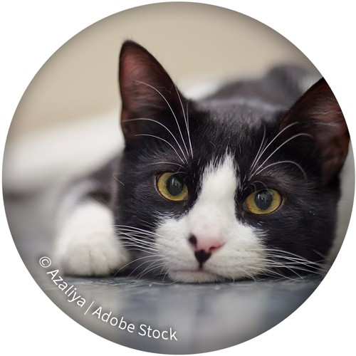 Cat | © Adobe Stock