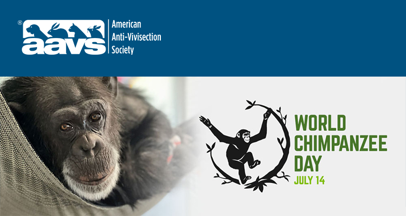 © Center for Great Apes | Maude