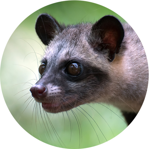 Asian Civet