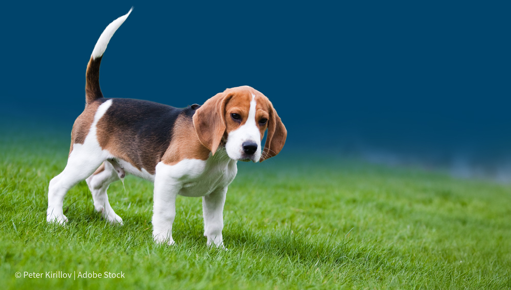 Beagle in grass | © Peter Kirillov | Adobe Stock