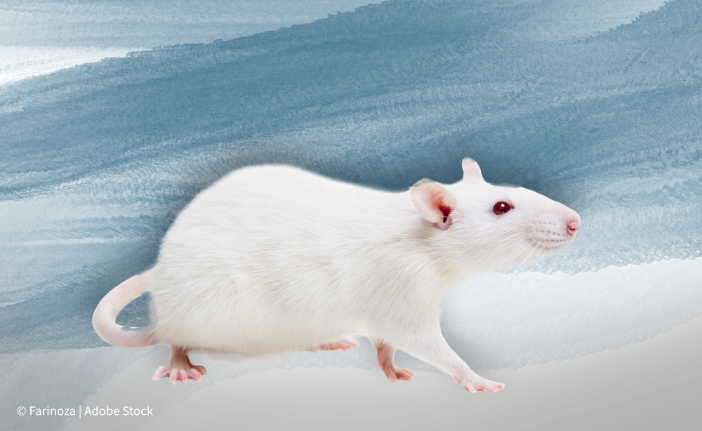 White mouse |  © Farinoza -  Adobe Stock