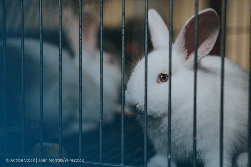 Bunny in cage |  © Joan Montes/Wirestock -  Adobe Stock