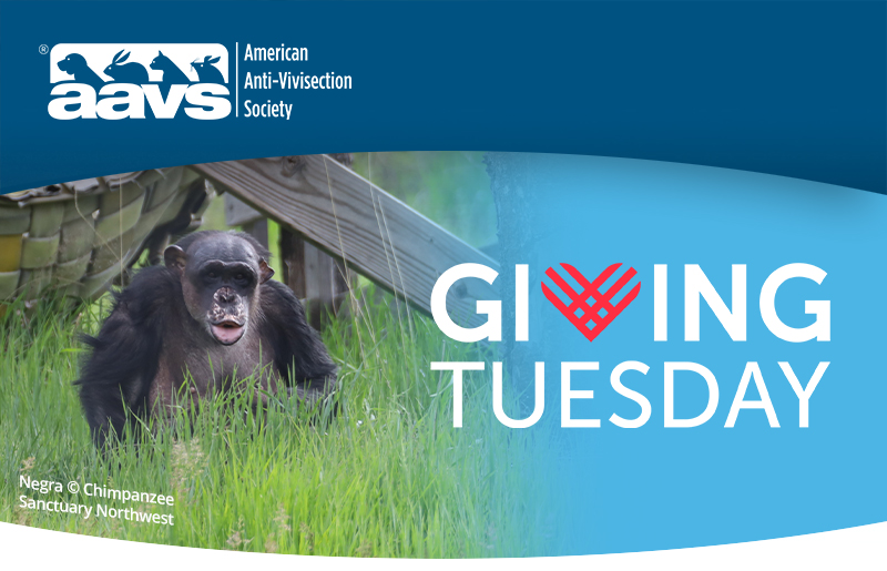 Giving Tuesday | Negra © CSNW