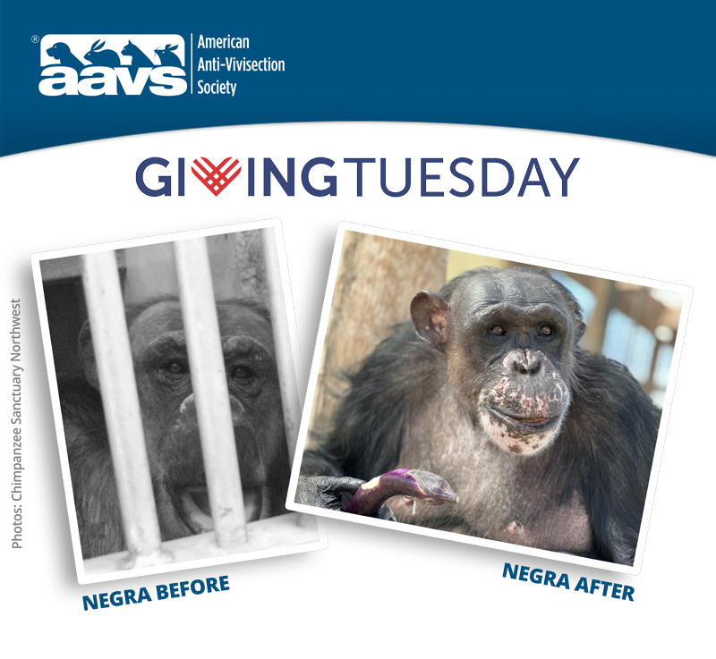 Giving Tuesday | Negra Before and After © CSNW