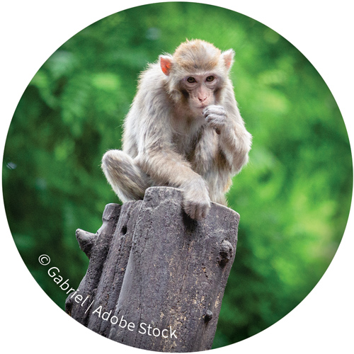 macaque | © Gabrial - Adobe Stock