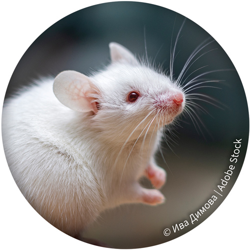Mouse © Adobe Stock 