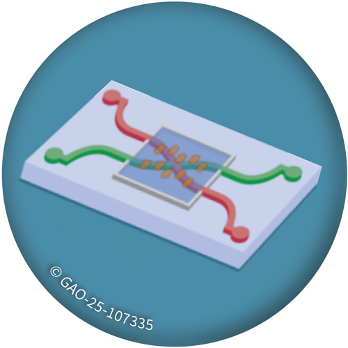 Organ-on-a-chip | © GAO-25-107335