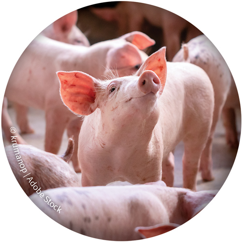 Pigs