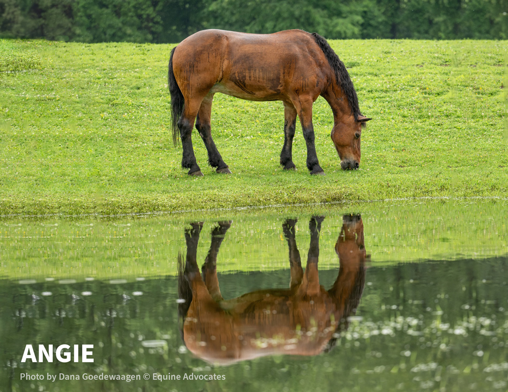 Angie | Photo by Dana Goedewaagen © Equine Advocates 