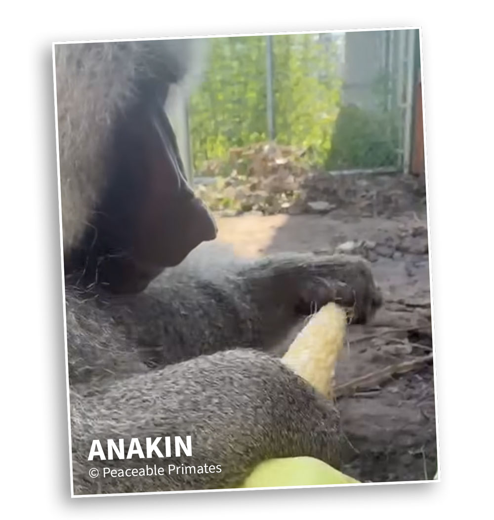 Anakin | © Peaceable Primates