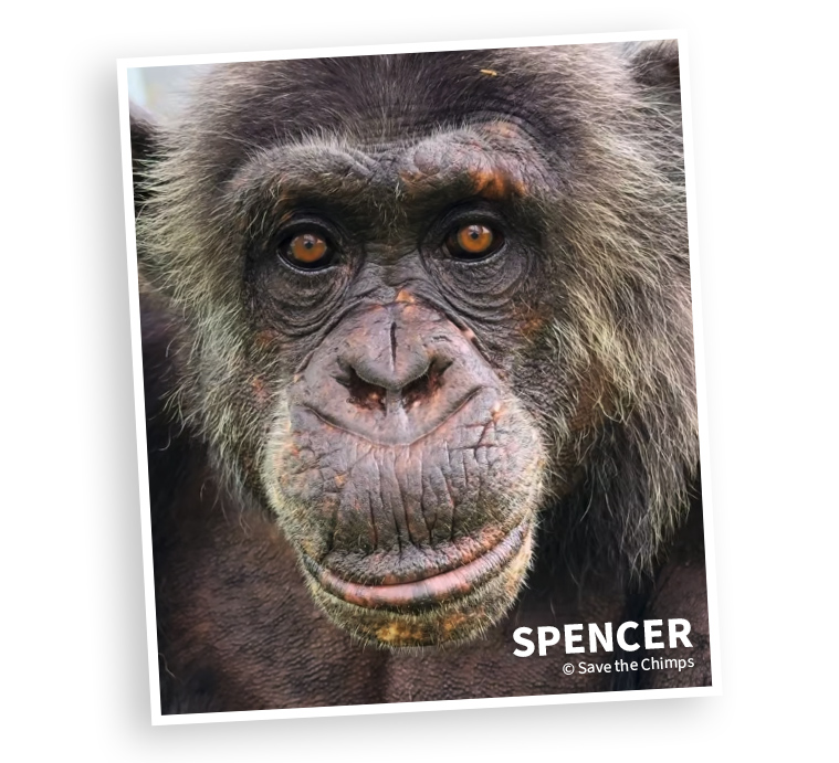 Spencer | © Save the Chimps