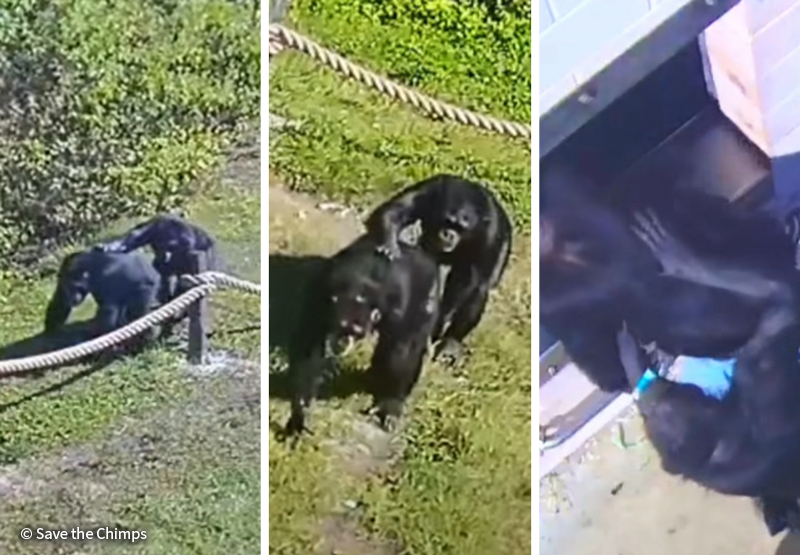 Photos of two chimps in grassy habitat. Photos by Save the Chimps