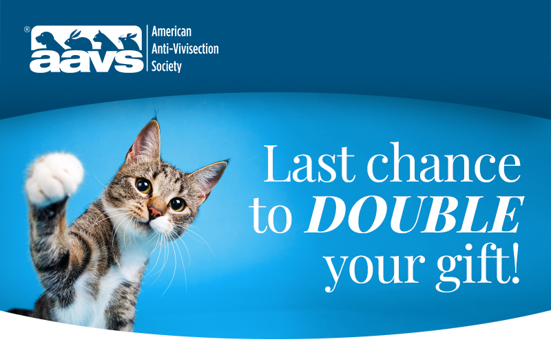 Cat with text Last chance to DOUBLE your gift! | Adobe Stock © Alexandr