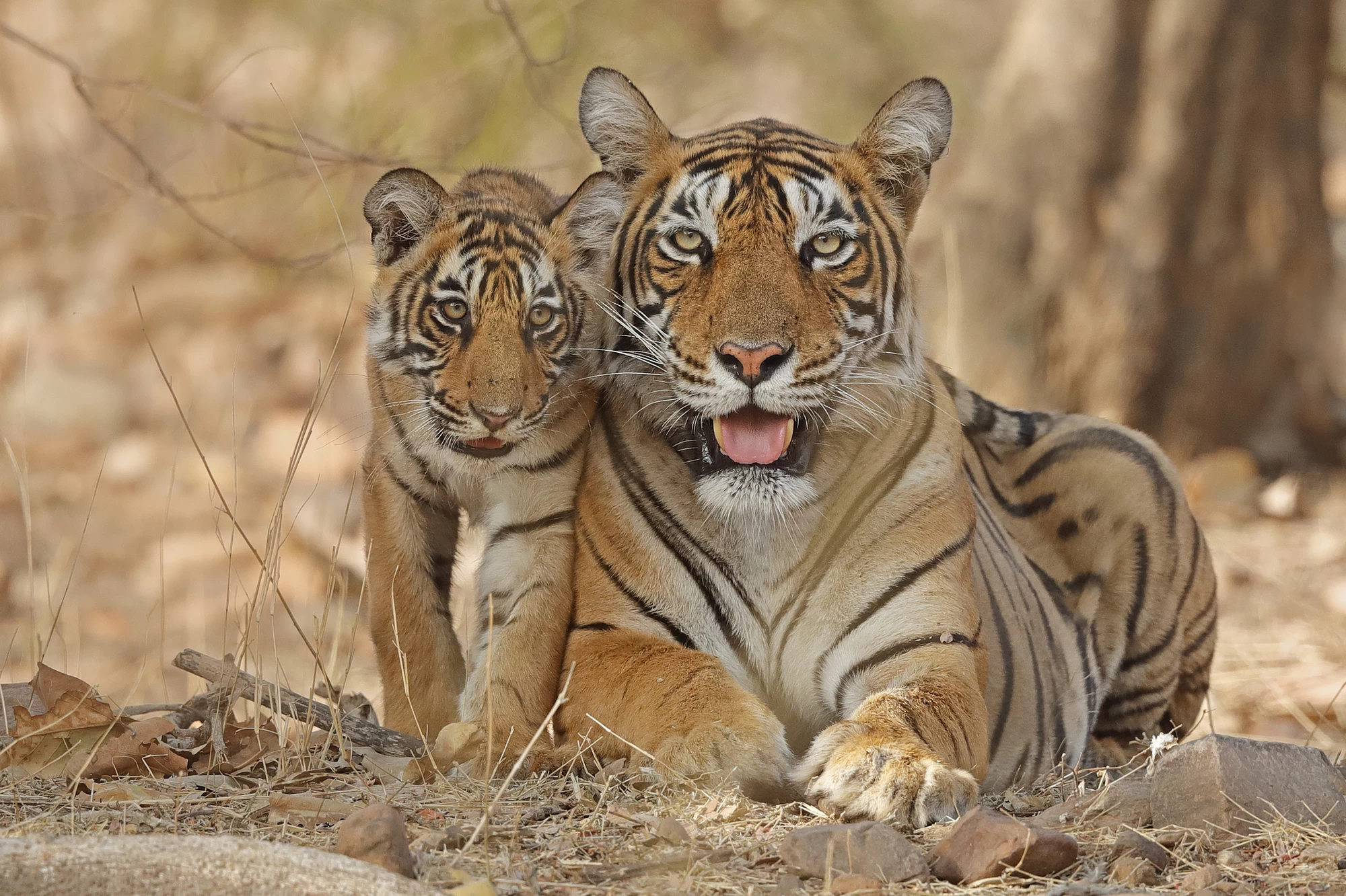 Two tigers
