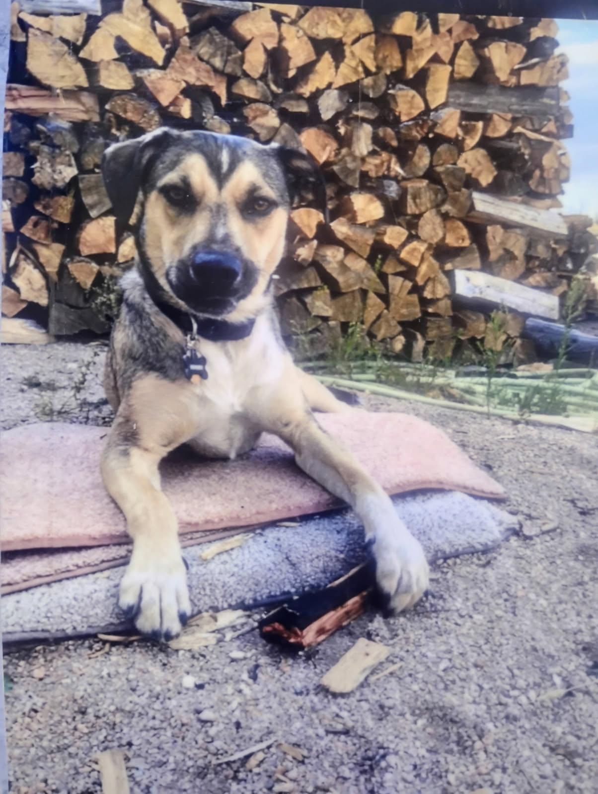 Photo of Buddy