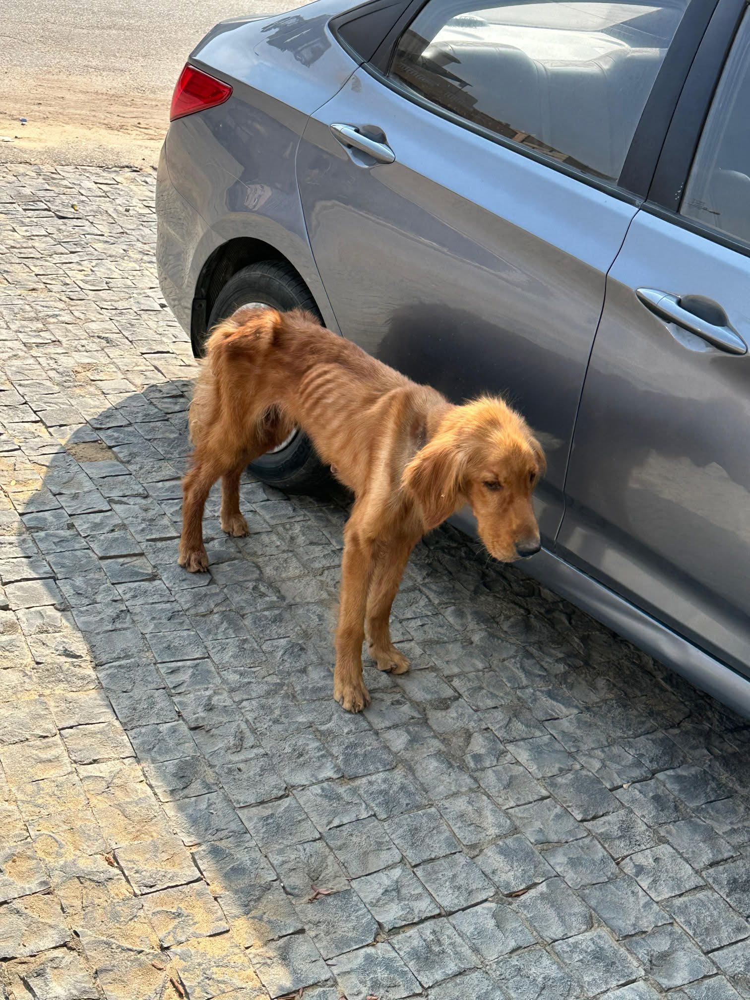 Photo of skinny stray dog
