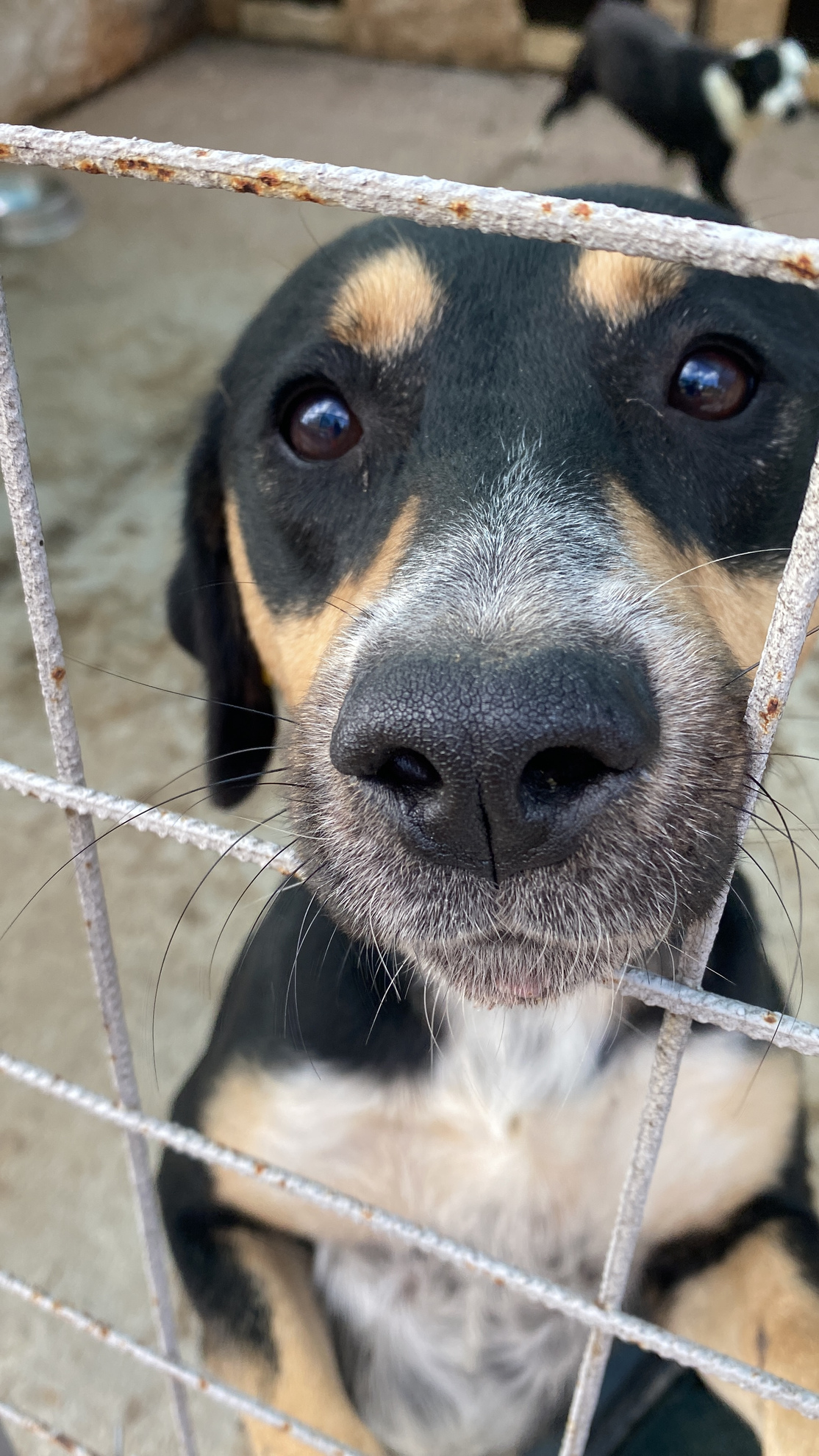 Photo of shelter dog looking at camera.