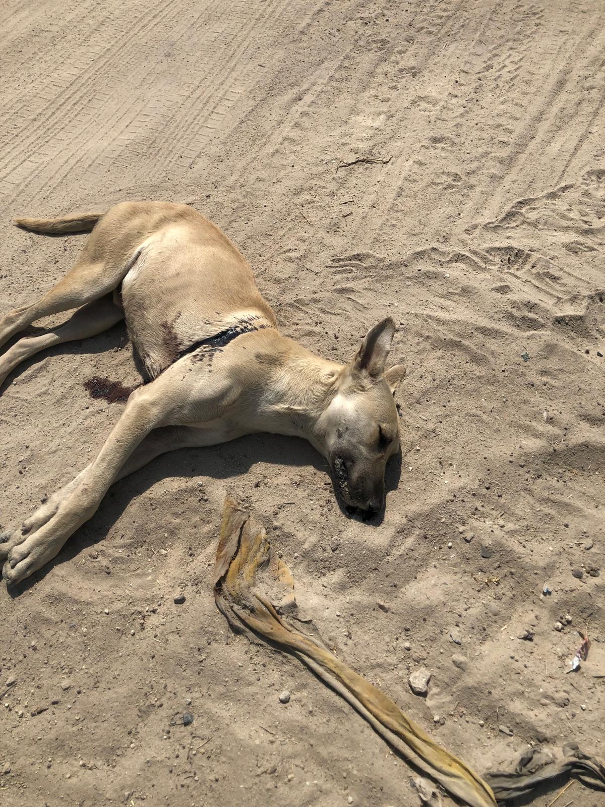 Photo of dead dog in Persian Gulf