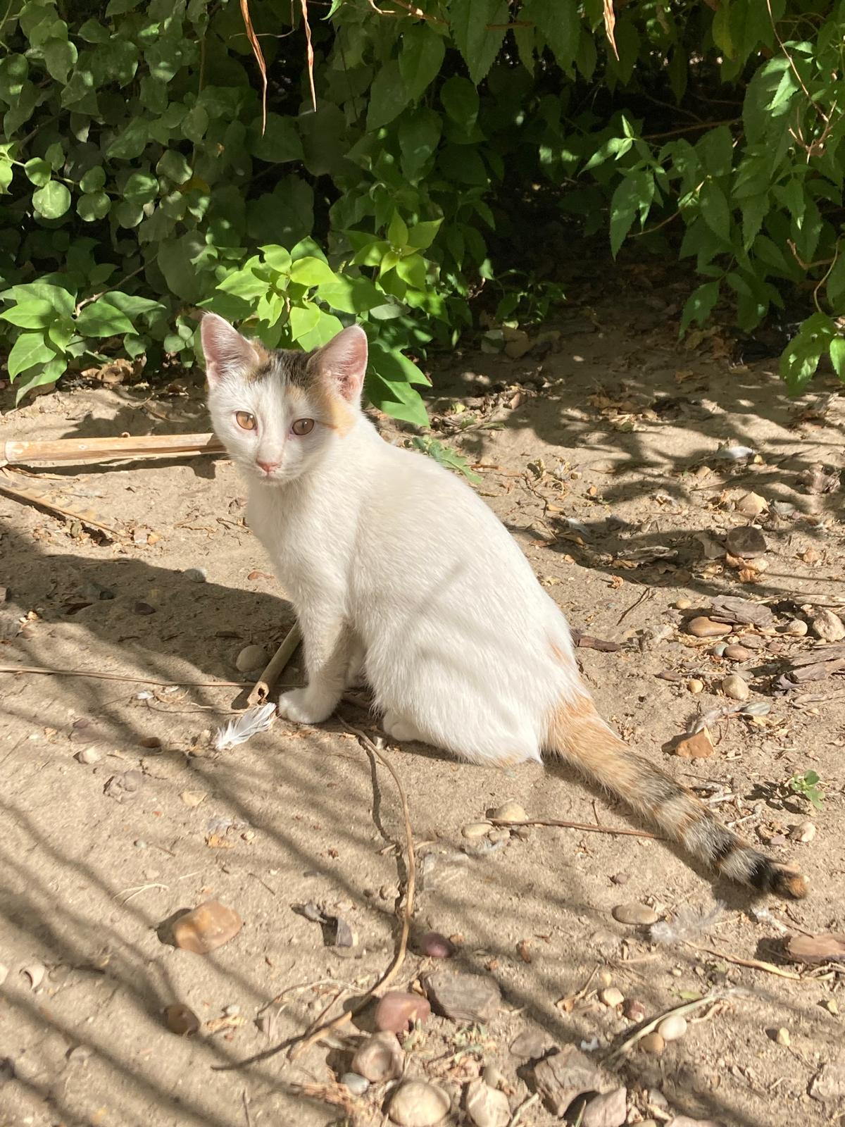 Photo of community cat