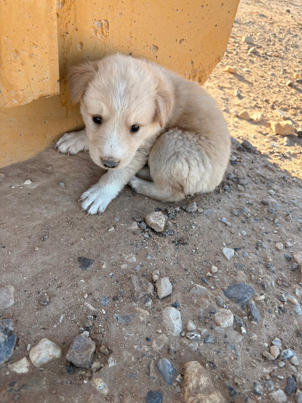 Photo of Petra