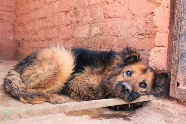 Photo of stray dog looking at camera.
