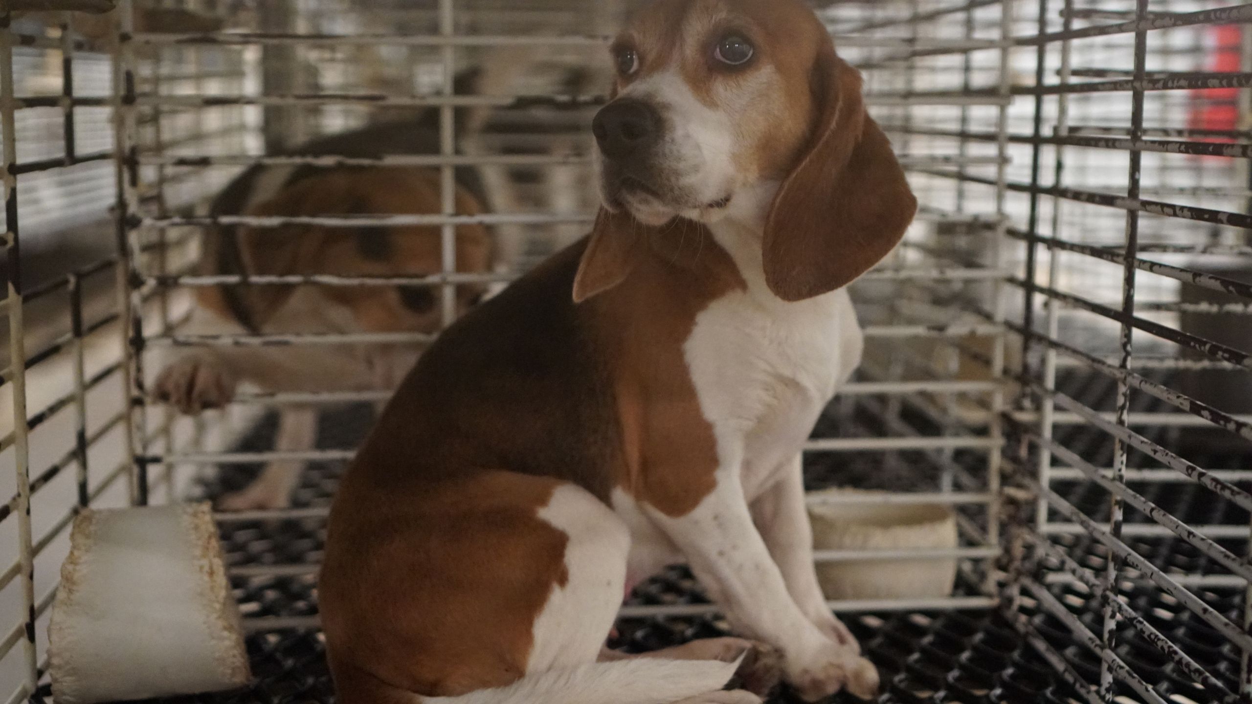 Photo of beagle in testing facility