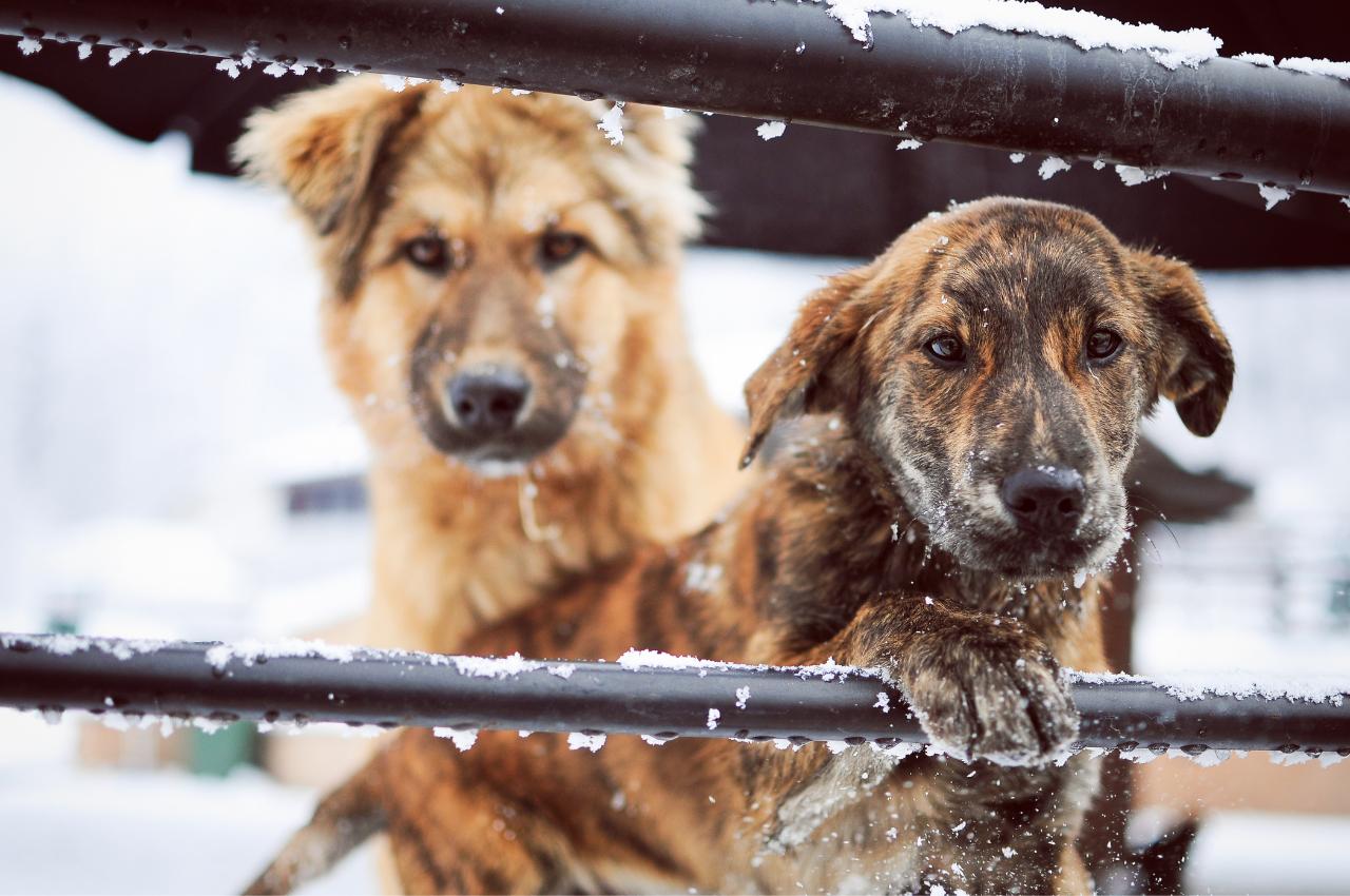 Photo of two cold shelter dogs.