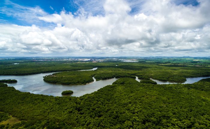 Amazon Forest Brazil