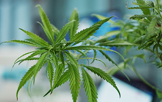 Le cannabis médicinal