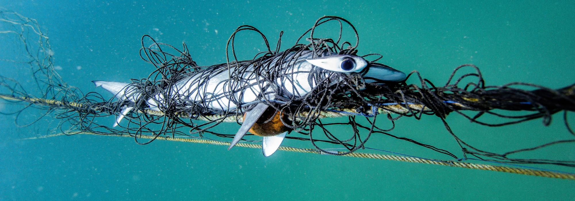  Juvenile endangered scalloped hammerhead shark caught in a NSW shark net off Palm Beach.