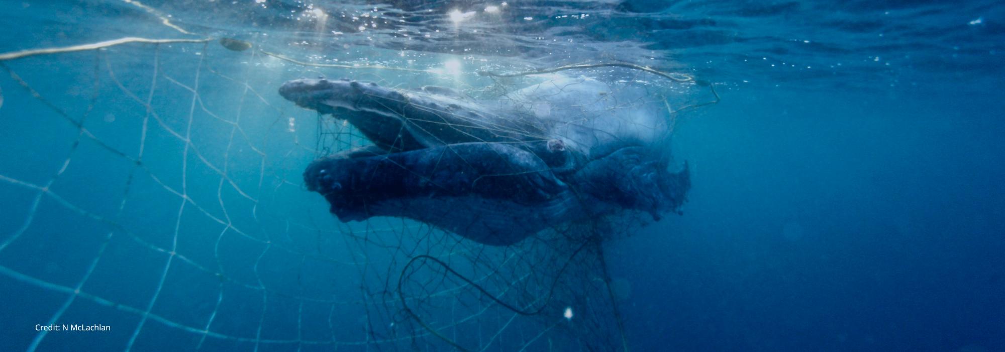 Humpback Whale entangled in shark net in Gold Coast, Queensland