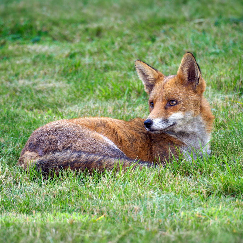 A fox lying in grass