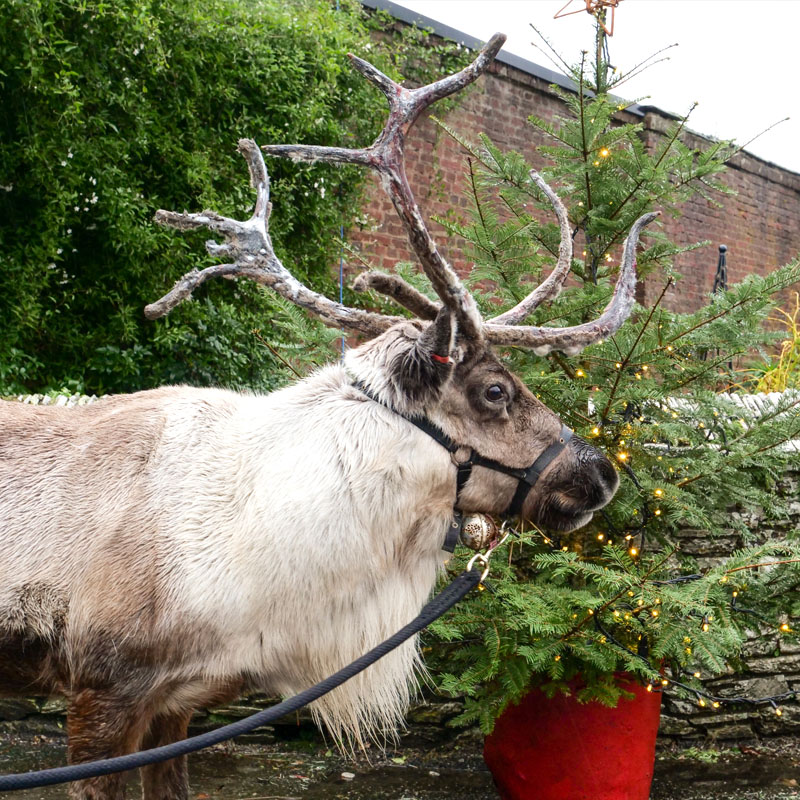 A reindeer in reins being forced to take part in an event at Dunster Castle