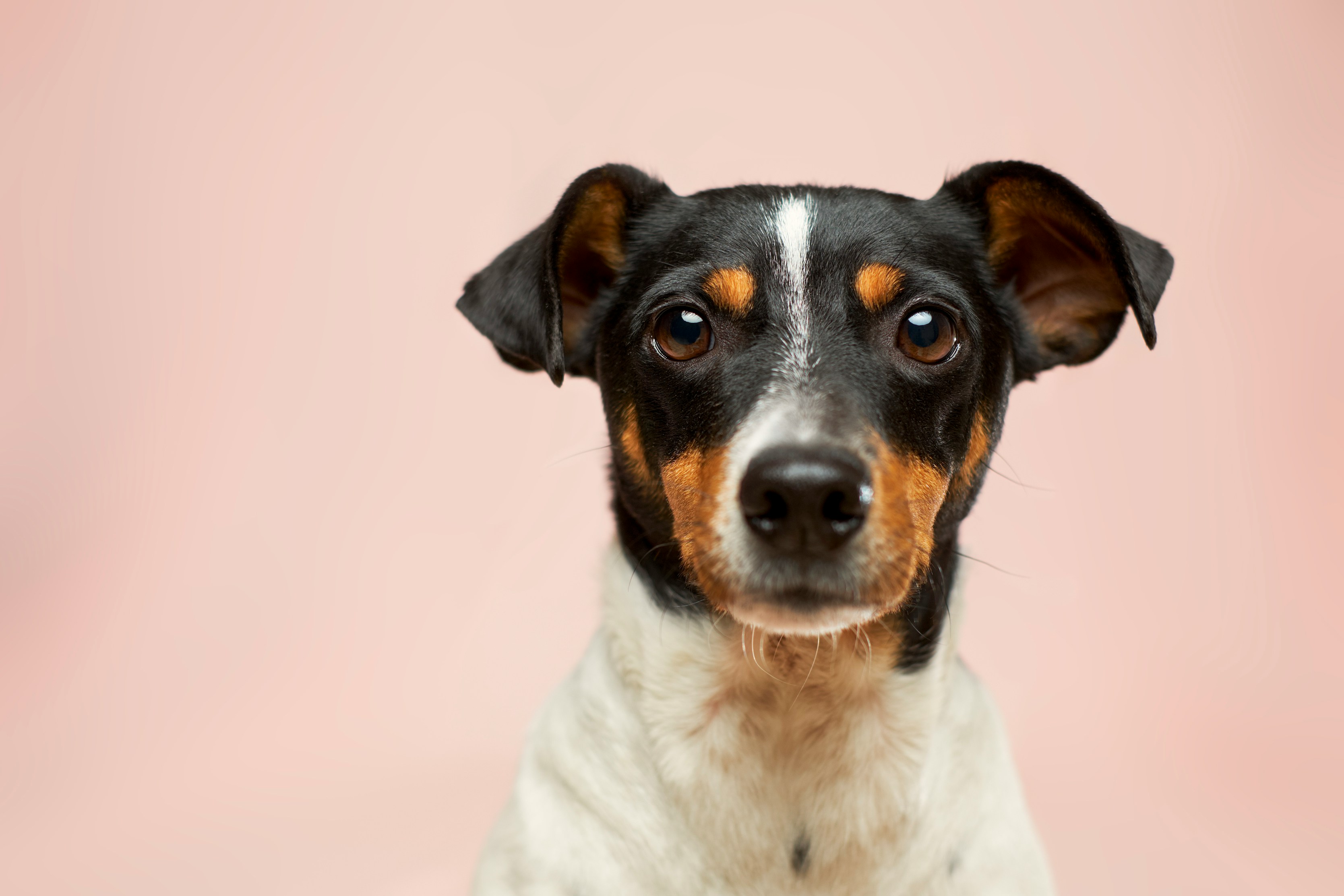 A dog looking for a loving home