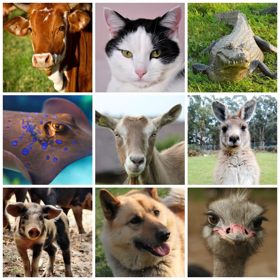 Dieren