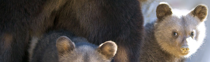 GOED NIEUWS VOOR DIEREN
