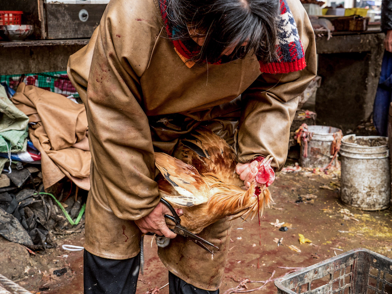 Kip gedood in markt